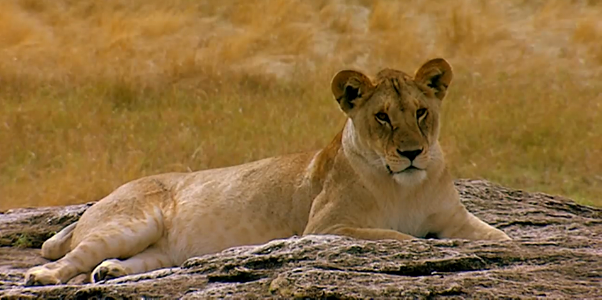 Lioness-Kenya photo