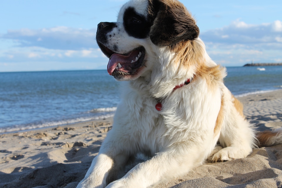 Saint-bernard beach sand