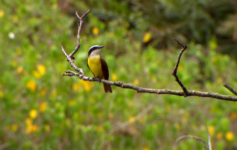 Bird-Costa Rica photo