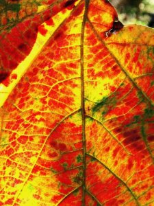 Liquid Amber Leaf Fall
