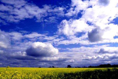 YELLOW and BLUE