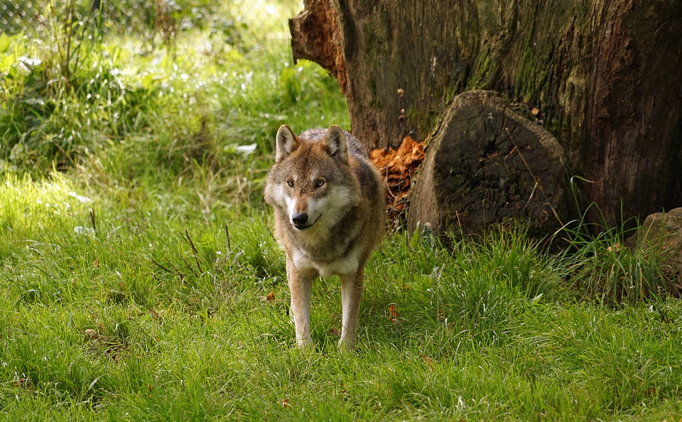 Animal nature wildlife park