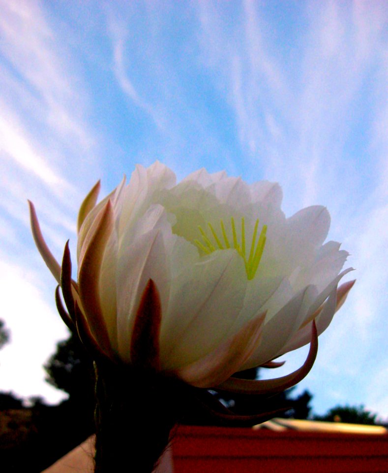 Cactus Bloom at Summer Twilight