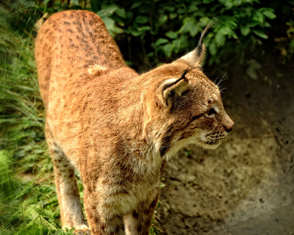 Predator mammals eurasischer lynx photo