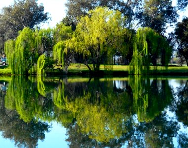 Weeping Willow Tree photo