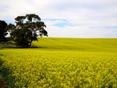 Belalie North. Spring crop of canola in flower. photo