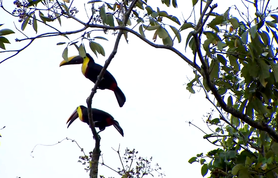 Toucans-Costa Rica