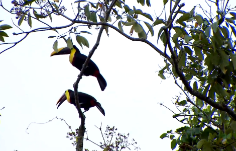 Toucans-Costa Rica photo
