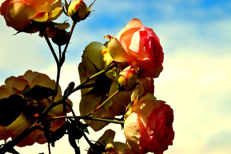 ROSAS