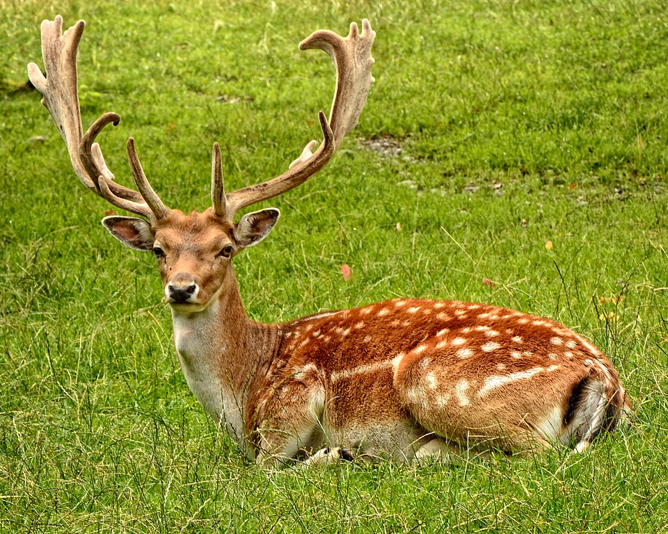Hirsch dama dama male