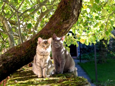 Enjoying Summer Sun-Austria