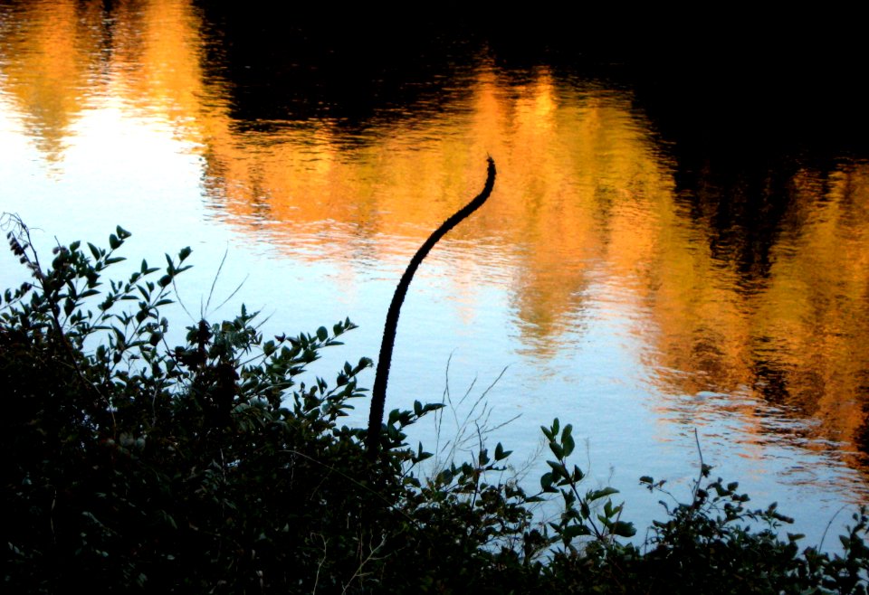 The Golden Ripple