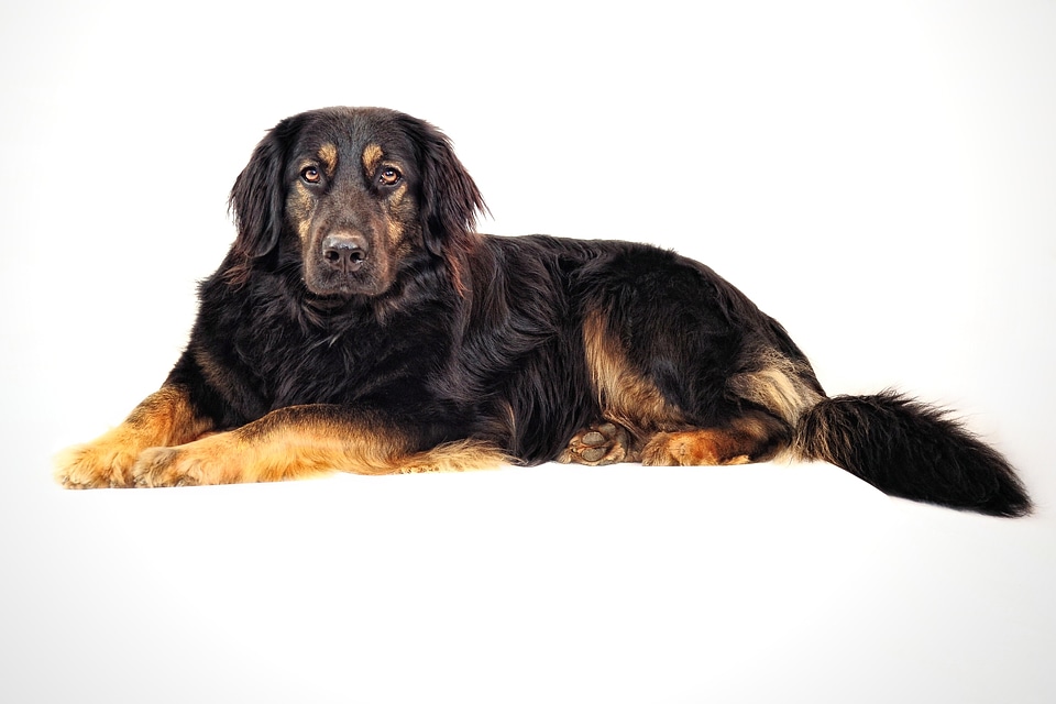 Black hovawart mix hybrid