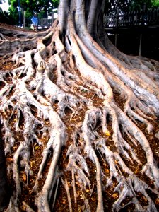 Banyan Tree Roots photo