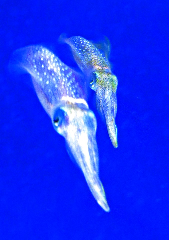 Cuttlefish Cuties photo