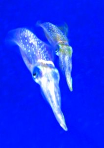 Cuttlefish Cuties