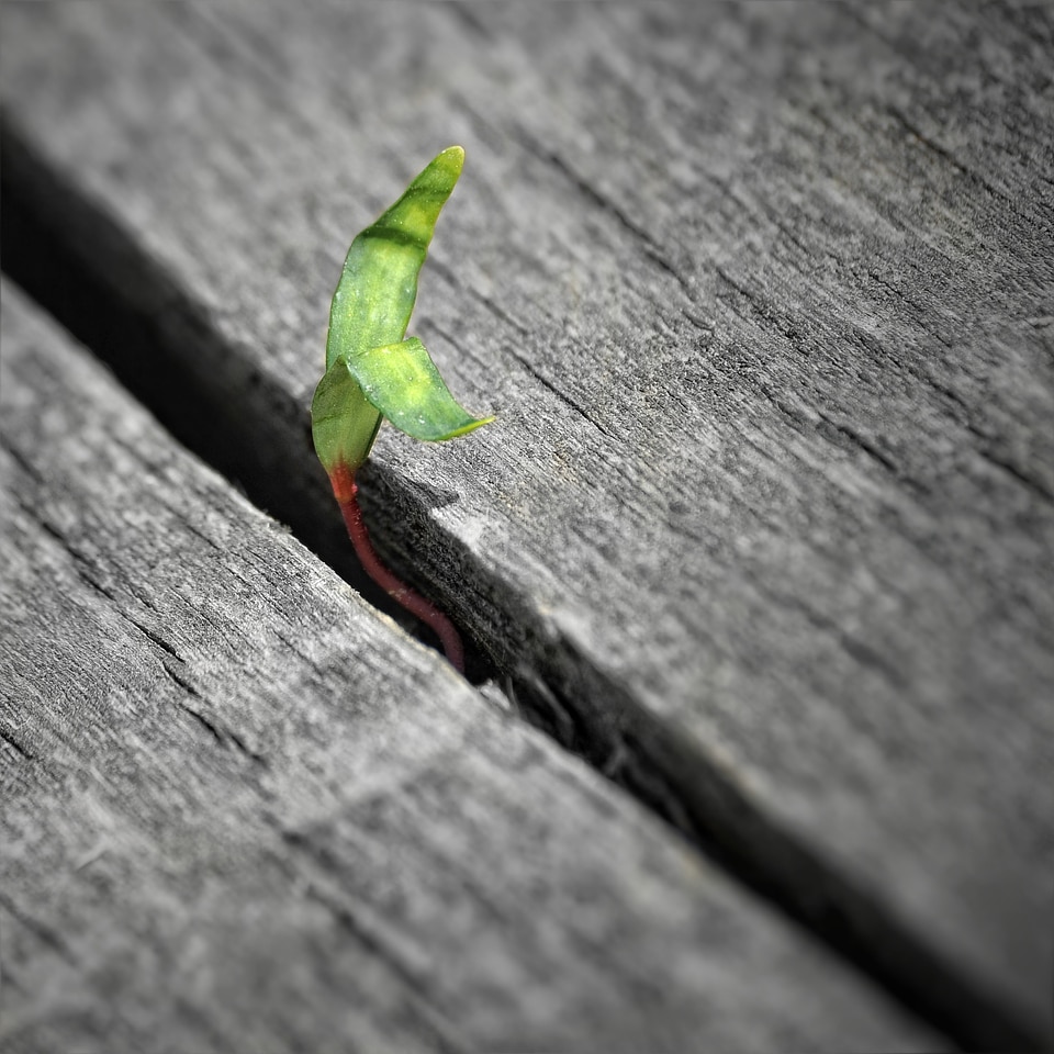 Seedling plant grows from the gap green