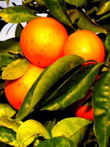Orange Tree , California Fresh Fruit