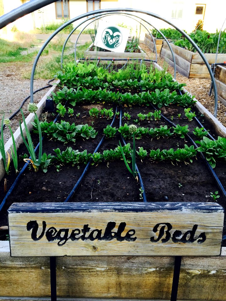 CSU Ext Vegetable Gardens