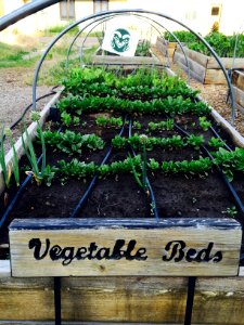 CSU Ext Vegetable Gardens