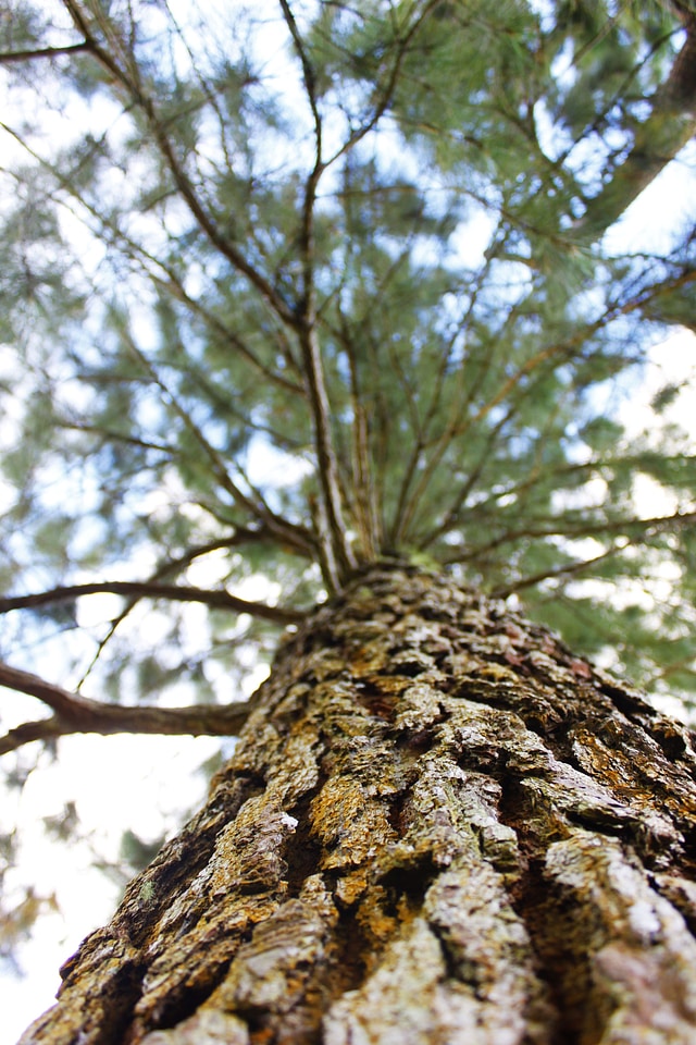 Tree trunk tree bark forest