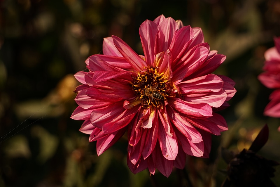 Bloom insect close up