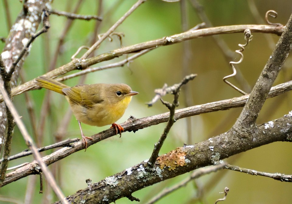Female Common Yellowthroat
