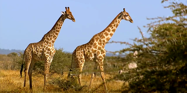 Graffes- Kenya