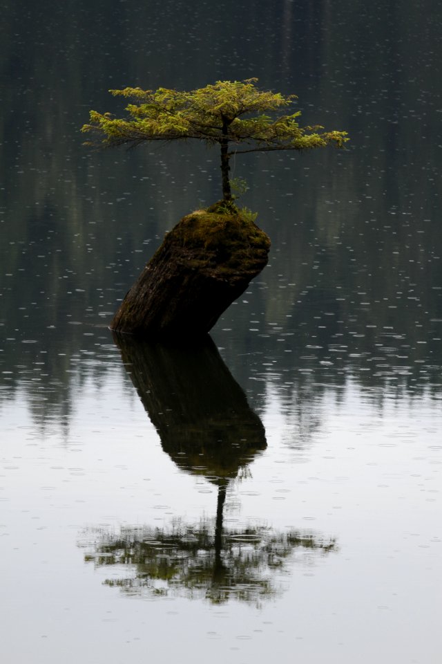 Fairy Lake Tree