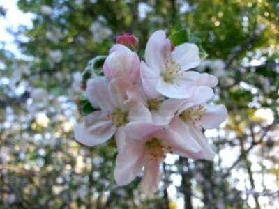 Apple blossoms