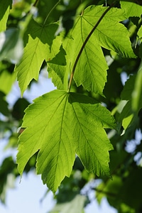 Green leaves leaf maple leaf