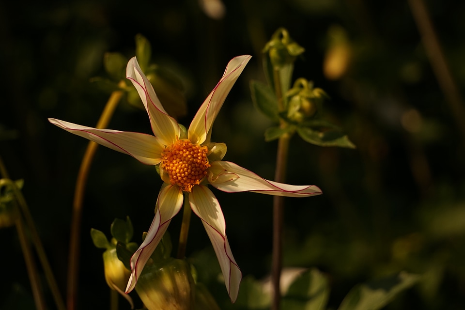 Close up wild flower white