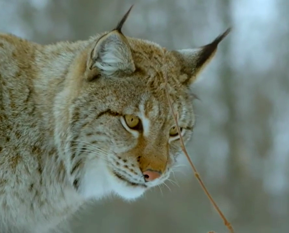 Lynx-Austria