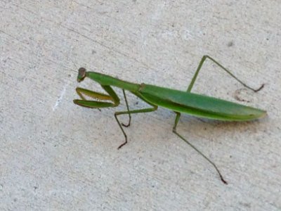 Prayingmantis