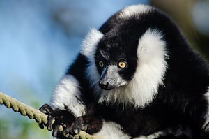 Face close up madagascar photo