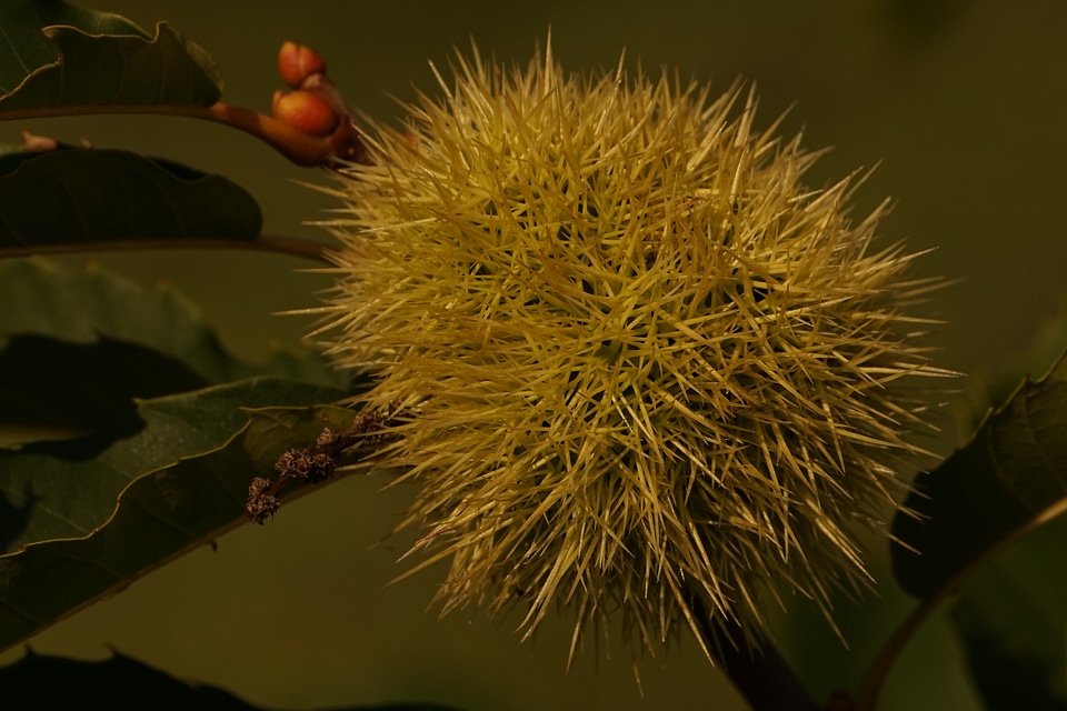 Prickly green close up