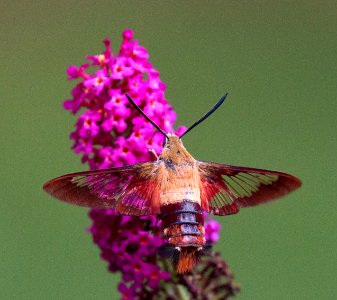 Clearwing Hummingbird Moth on Butterfly Bush photo