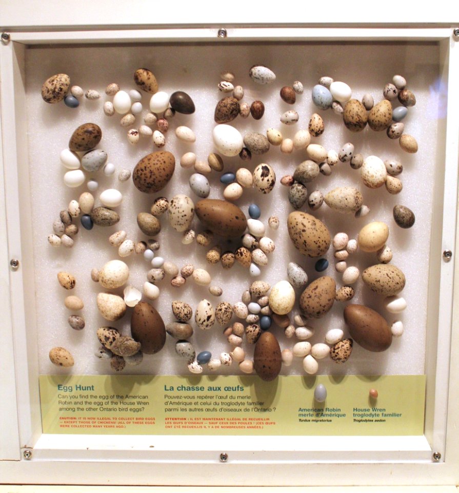 From Forests and Beaches