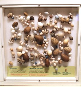 From Forests and Beaches