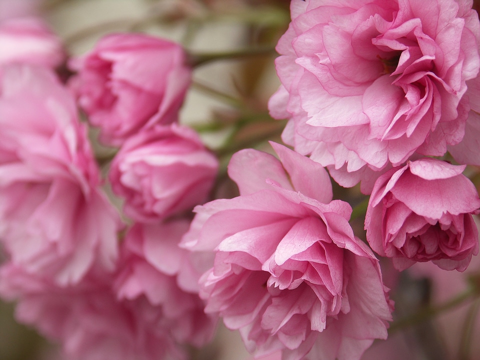 Spring nature plant