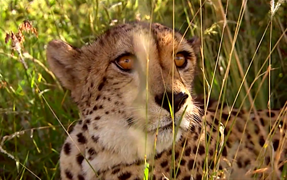 Hiding Cheetah-Kenya