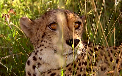 Hiding Cheetah-Kenya photo