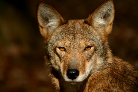 Red Wolf, Carrie Szved