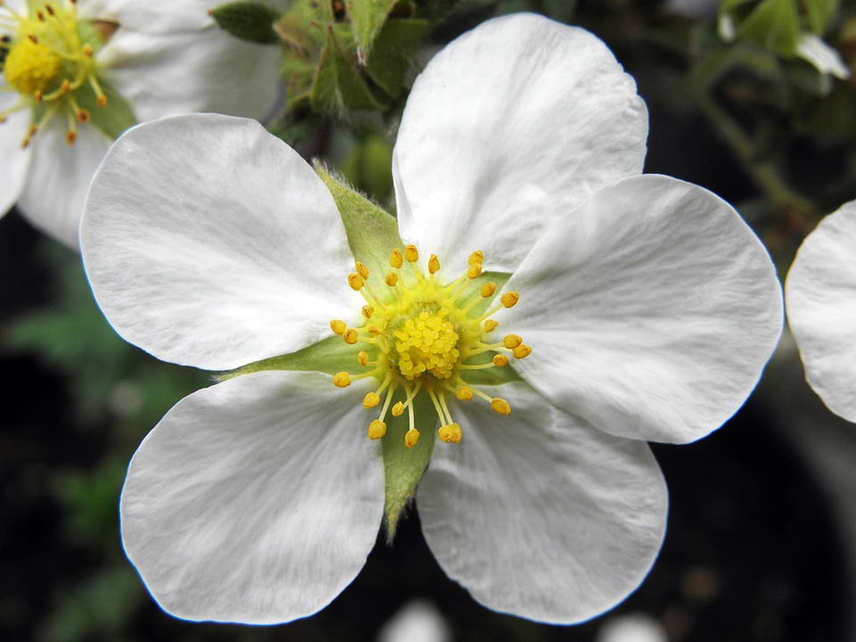 Nature white flower five petals