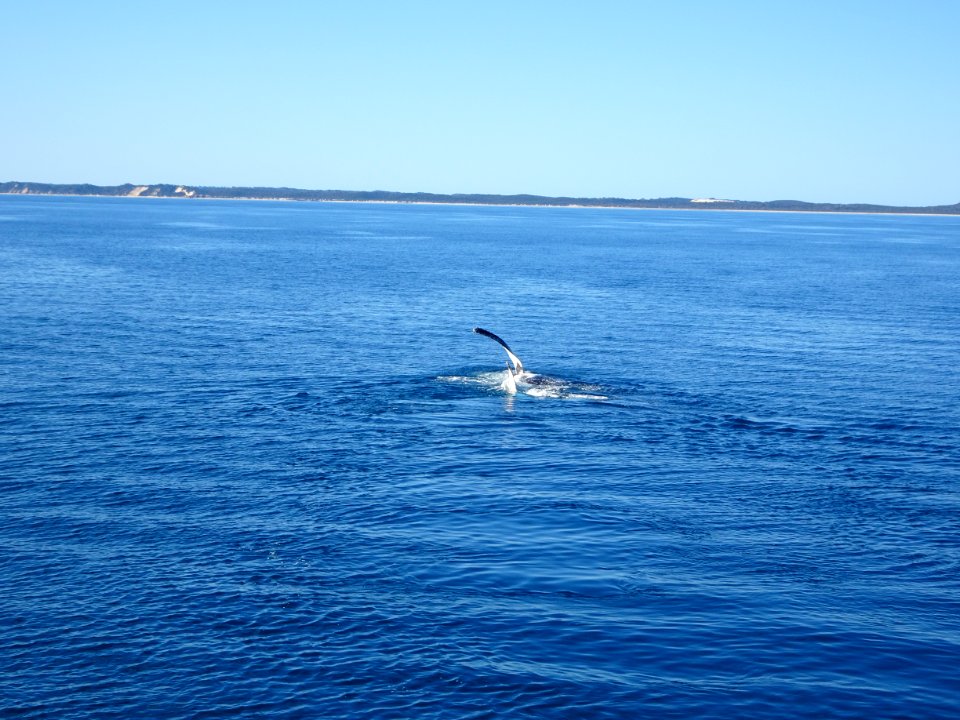 Hervey Bay. Humpback whale flippers in Wide Bay near Fraser Island.