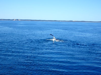Hervey Bay. Humpback whale flippers in Wide Bay near Fraser Island. photo
