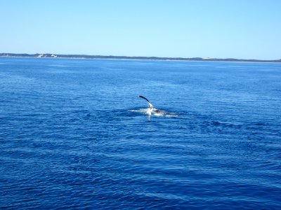 Hervey Bay. Humpback whale flippers in Wide Bay near Fraser Island.