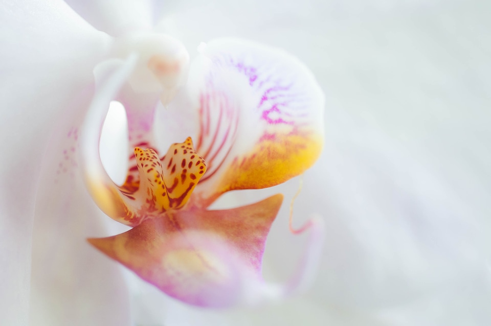 Bloom plant white