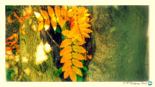 arbol-come-arbol