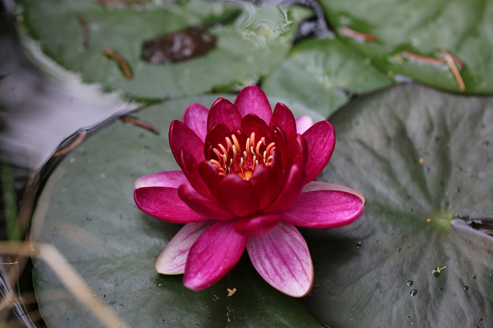 Aquatic plant lake rose water